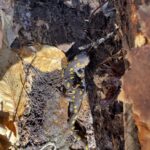 Record 36577 voucher