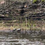 Record 36753 voucher