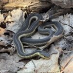 Record 36750 voucher