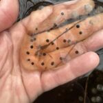 Record 36754 voucher