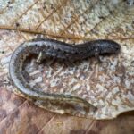 Record 36734 voucher