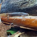 Record 36744 voucher