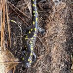 Record 36749 voucher