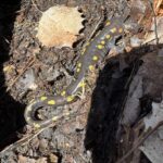 Record 36748 voucher