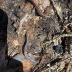 Record 36746 voucher