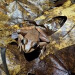 Record 36742 voucher