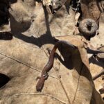 Record 36579 voucher