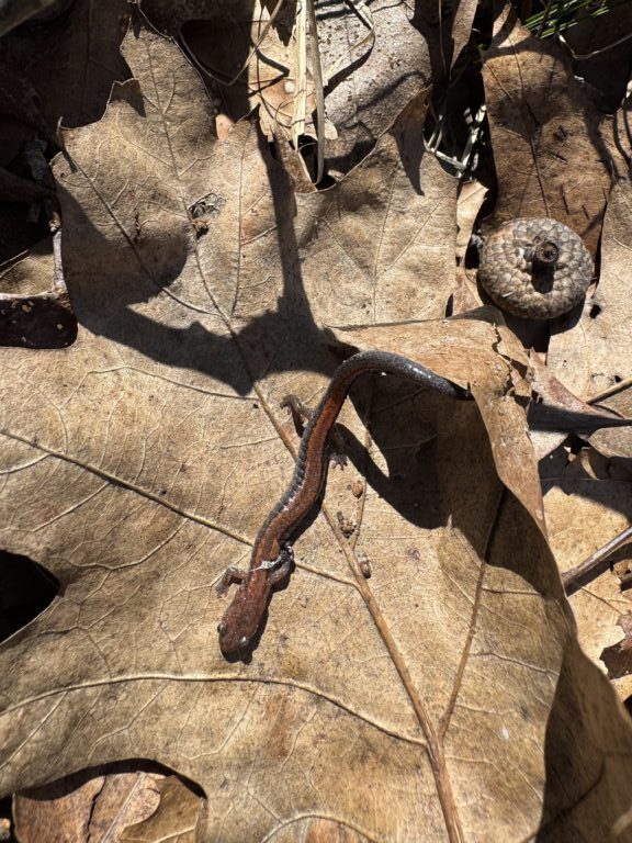 Autumn Baker - description goes here.