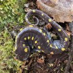 Record 36576 voucher