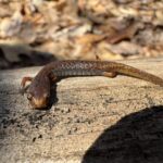 Record 36747 voucher