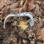 Record 36745 voucher