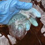 Record 36755 voucher