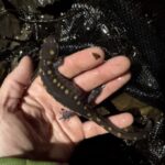 Record 36739 voucher