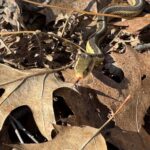 Record 36578 voucher