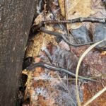 Record 36743 voucher