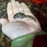 Record 36737 voucher