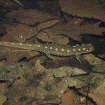 Record 36741 voucher