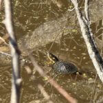 Record 36757 voucher