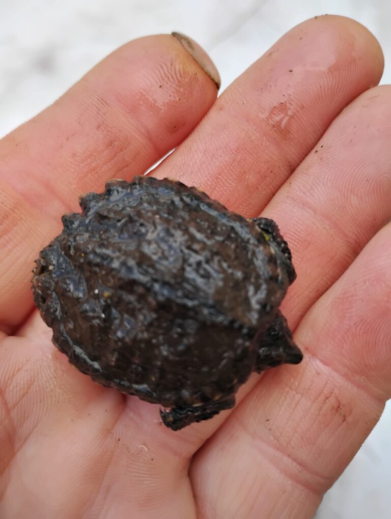 Robert Lee - description goes here.