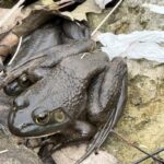 Record 36684 voucher