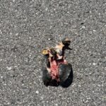 Record 36697 voucher