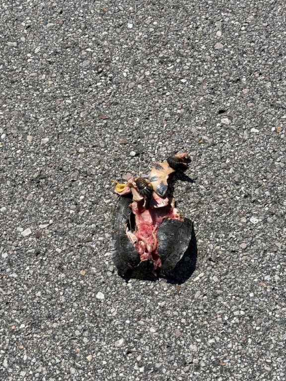 description goes here.