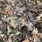 Record 36608 voucher