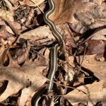 Record 36607 voucher