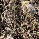 Record 36481 voucher