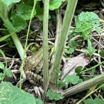 Record 37219 voucher