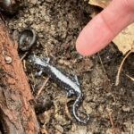 Record 36759 voucher