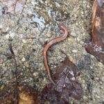 Record 36712 voucher