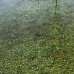 Record 36642 voucher