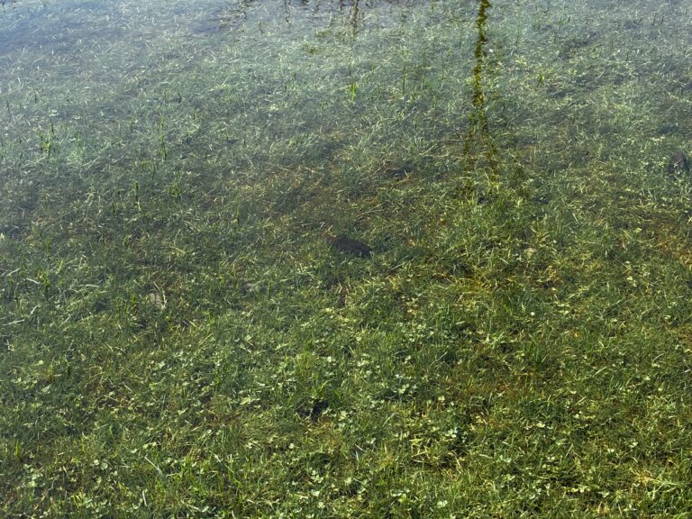 Tom Wassmer - description goes here.