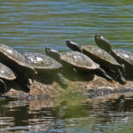 Record 36818 voucher