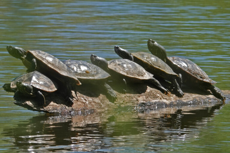 Anne Pancella - description goes here.