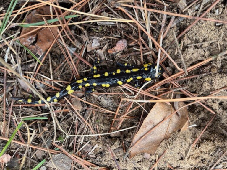 David Dister - description goes here.