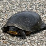 Record 36676 voucher