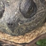 Record 36633 voucher