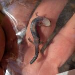 Record 36487 voucher