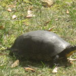 Record 36727 voucher