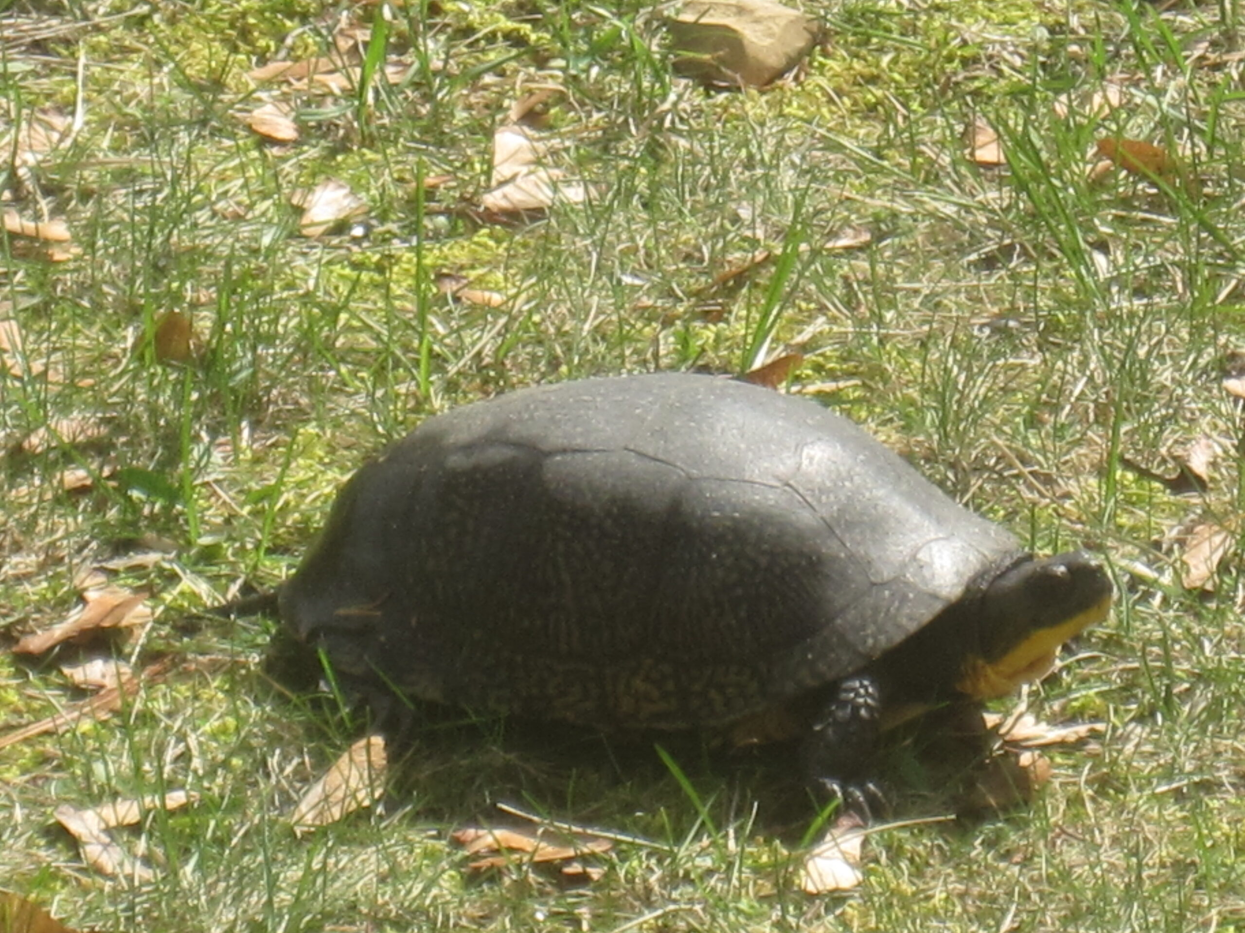 Rene Berkhoudt - description goes here.