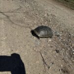 Record 36619 voucher