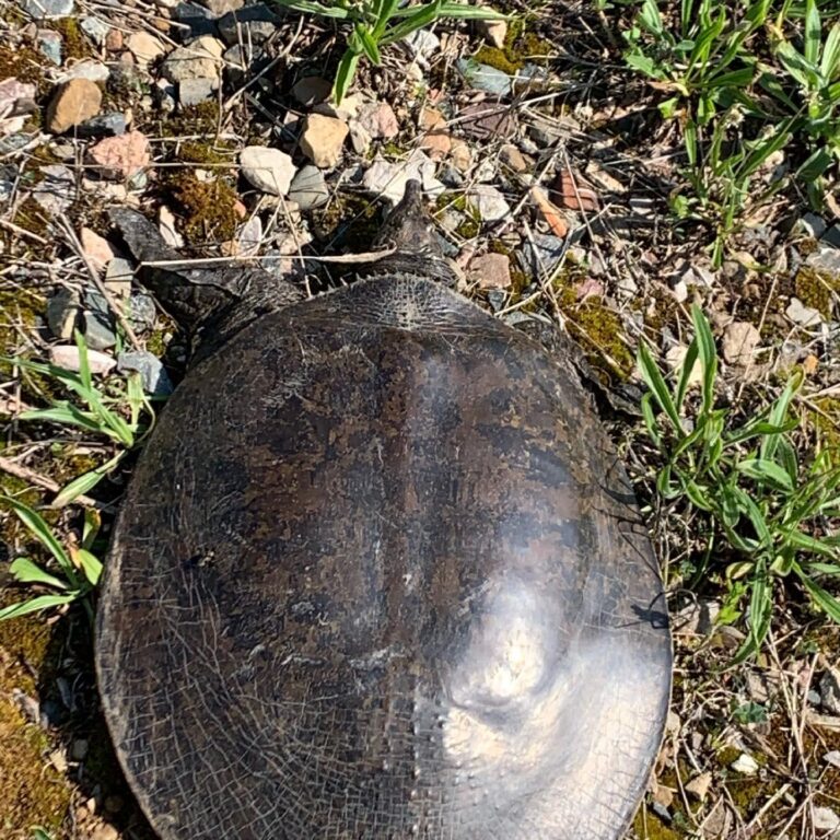 davismeg - description goes here.