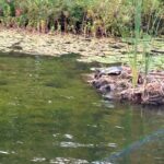 Record 36546 voucher