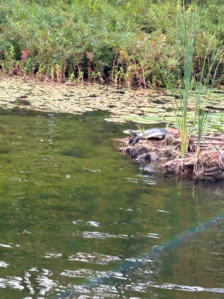 davismeg - description goes here.