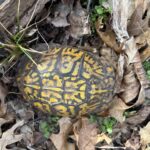 Record 36688 voucher