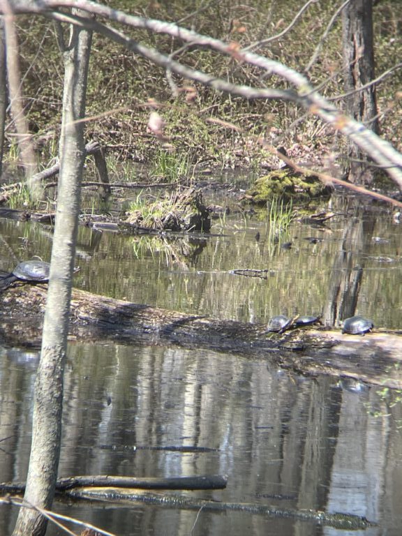 Benjamin Wilson - description goes here.