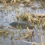 Record 36706 voucher