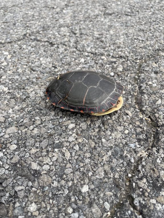 Benjamin Wilson - description goes here.